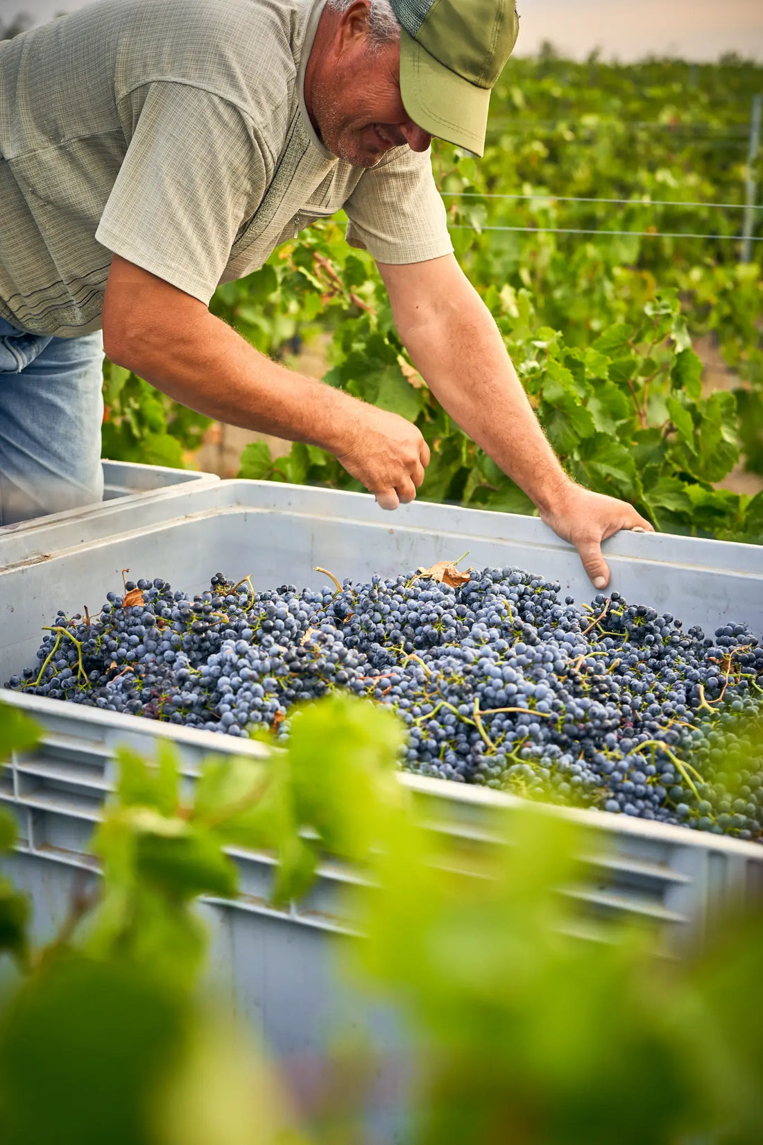 Culesul strugurilor in podgoria Chateau Cristi - identificarea soiurilor de vin
